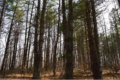 1284-1516 Tom Mix Road #95.93 +/- Ac Tract, Westfield, NC 27053 - Photo 11