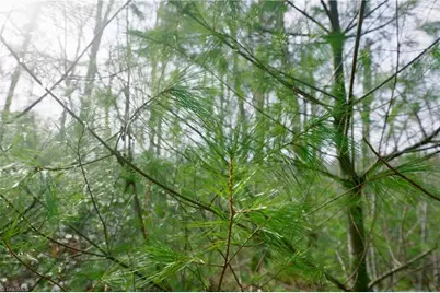 0 Lisa Lane, Mount Airy, NC 27030 - Photo 15