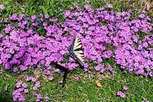 9825 Cherry Grove Rd, Reidsville, NC 27320 - Photo 43