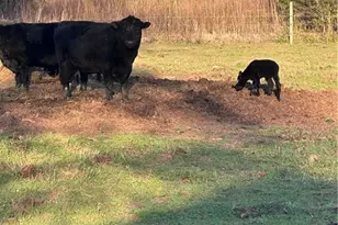 5618 Farmstead Rd, Seagrove, NC 27341 - Photo 11