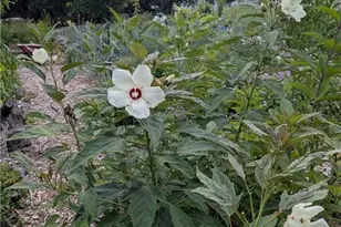 1326 Stonewall Ave, Burlington, NC 27217 - Photo 27