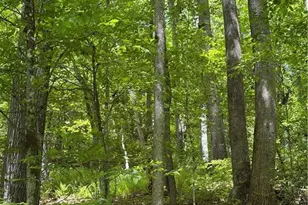8186 Old 60, Roaring River, NC 28697 - Photo 31