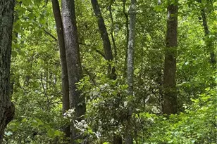 8186 Old 60, Roaring River, NC 28697 - Photo 33