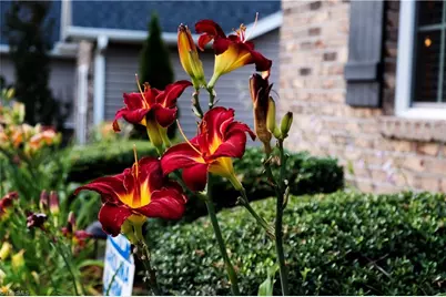 5158 Moseley Drive, Clemmons, NC 27012 - Photo 21