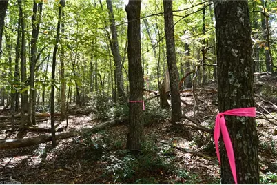 1541-1345 Nc Highway 89 W Tract# 1 - 97.86 ac, Danbury, NC 27016 - Photo 33