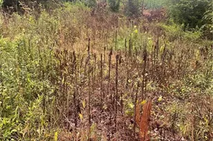 Tbd Windy Ridge Rd, North Wilkesboro, NC 28659 - Photo 1