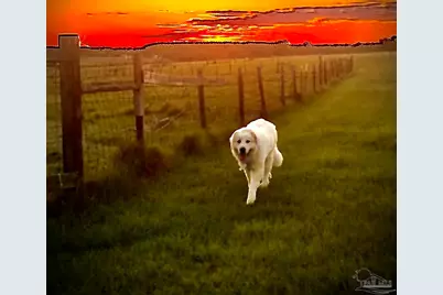 2141 N Hwy 97, Molino, FL 32577 - Photo 21