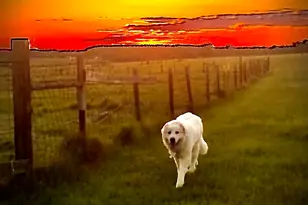 2141 N Hwy 97, Molino, FL 32577 - Photo 21