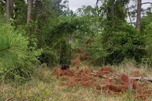 00 Log Lake Rd, Holt, FL 32564 - Photo 1