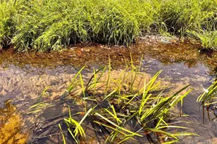 Lot 95 Turning Leaf Rd, Jay, FL 32565 - Photo 1