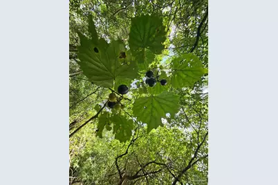 5810 Colts Crossing Ln, Milton, FL 32570 - Photo 21