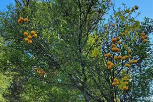 20 Adkinson Dr, Pensacola, FL 32506 - Photo 33