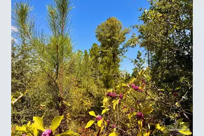 Lot 12 Morgans Branch, Molino, FL 32577 - Photo 11