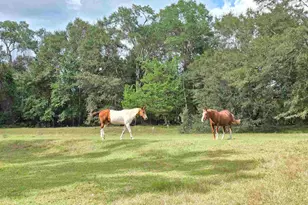 5516 Molino Rd, Molino, FL 32577 - Photo 59