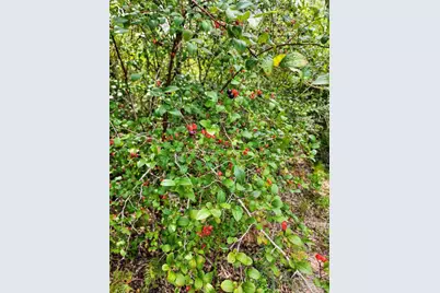 3404 Yellow Hammer Rd, Pace, FL 32571 - Photo 9