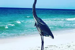 645 Lost Key Dr, Perdido Key, FL 32507 - Photo 69