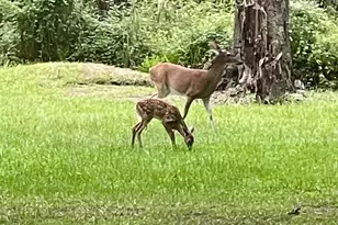 3372 Childers St, Milton, FL 32583 - Photo 25