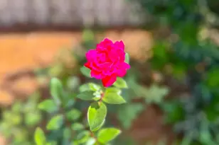 7305 Farmers Rd, Pensacola, FL 32526 - Photo 47