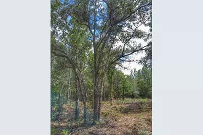 Parcel B-2 Wildlife Rd, Harold, FL 32564 - Photo 3