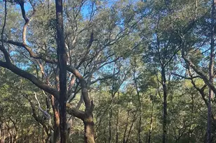 9499 Cornfield Way, Milton, FL 32583 - Photo 1