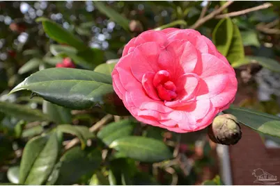 6475 Chestnut Rd, Molino, FL 32577 - Photo 37