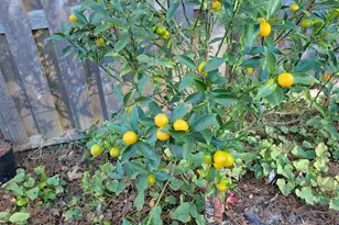 3407 Applegate St, Pensacola, FL 32514 - Photo 29