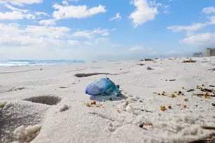 310 Ariola Dr, Pensacola Beach, FL 32561 - Photo 67