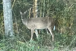 6782 Beaudry Ln, Milton, FL 32570 - Photo 59