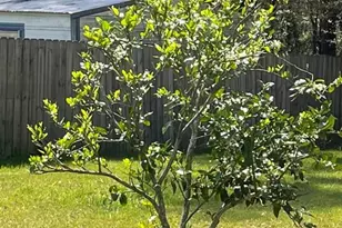 6831 Community Dr, Pensacola, FL 32526 - Photo 3