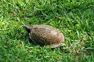 1956 Crown Pointe Blvd, Pensacola, FL 32506 - Photo 51