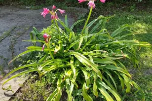 4611 Gunter Rd, Milton, FL 32570 - Photo 27