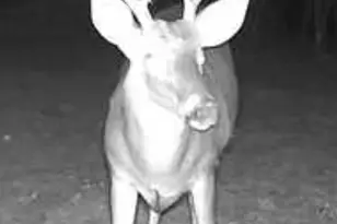 2779 Nelsontown Rd, Jay, FL 32565 - Photo 3