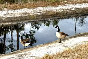 14386 Cordgrass Ln, Pensacola, FL 32507 - Photo 57