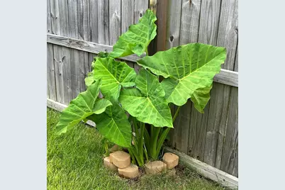 5761 Danbury Blvd, Pace, FL 32571 - Photo 53