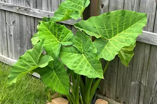 5761 Danbury Blvd, Pace, FL 32571 - Photo 53