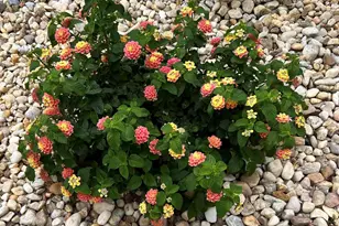 5761 Danbury Blvd, Pace, FL 32571 - Photo 51