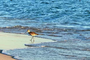 608 Lost Key Dr, Perdido Key, FL 32507 - Photo 71