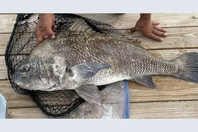 3605 Andrew Jackson Dr, Pace, FL 32571 - Photo 21