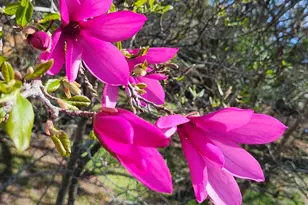 540 N 68th St, Pensacola, FL 32506 - Photo 39