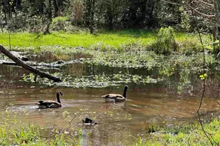 435 Meander Ln, Cantonment, FL 32533 - Photo 49