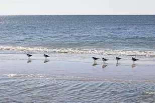 25770 Blufton Ave, Orange Beach, AL 36561 - Photo 71