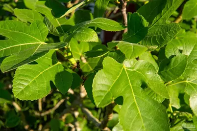 457 Jimmy Lewis Rd, Milton, FL 32570 - Photo 49