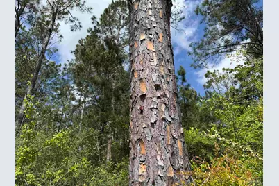 8200 Blk Grimes Rd, Century, FL 32535 - Photo 17