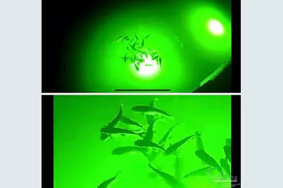 26326 Cotton Bayou Dr #2, Orange Beach, AL 36561 - Photo 11