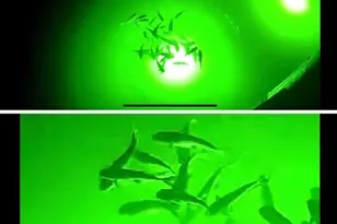 26326 Cotton Bayou Dr, Orange Beach, AL 36561 - Photo 11