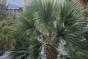 510 N Spring St, Pensacola, FL 32501 - Photo 21