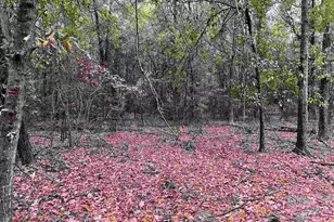 Lot 16 Pineview Church Rd, Jay, FL 32565 - Photo 1