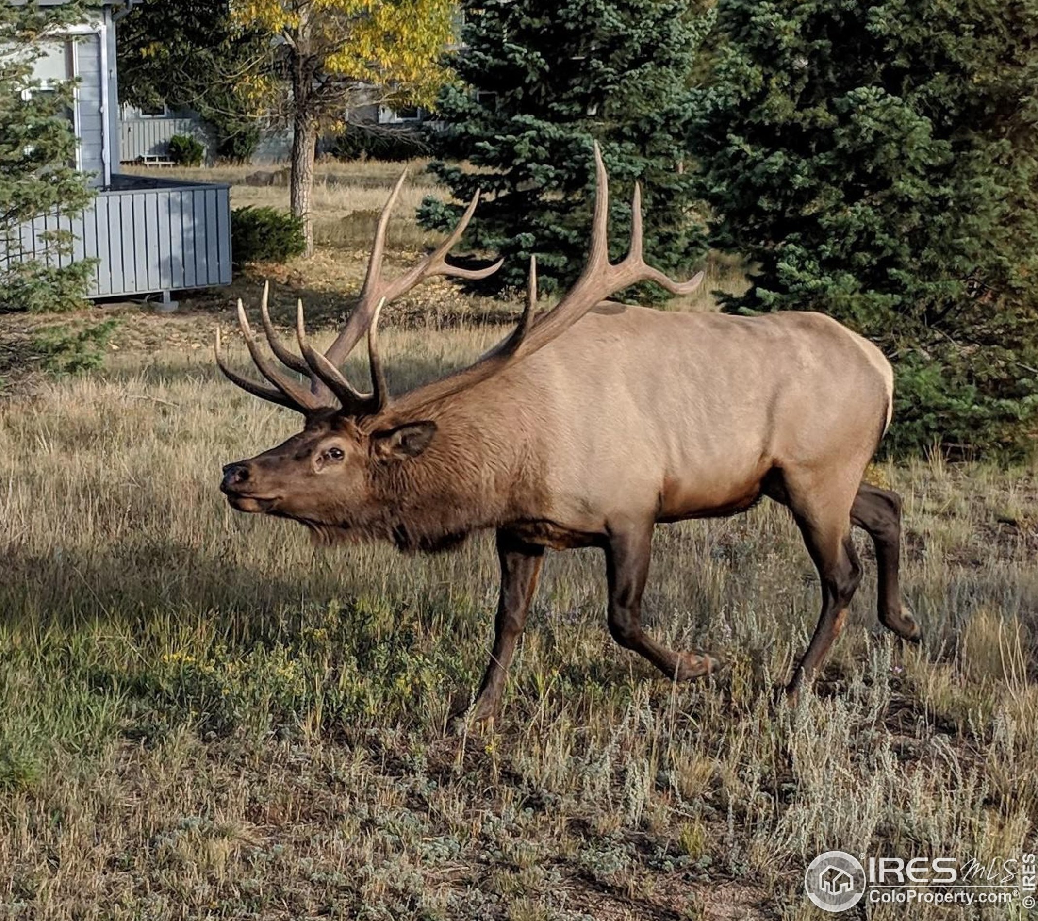 1386 Raven Cir, Estes Park CO 80517-9428 exterior