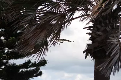 2709 Casey Key Road, Nokomis, FL 34275 - Photo 59