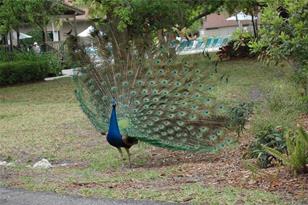 1633 Boathouse Cir, Sarasota, FL 34231 - Photo 33